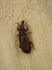 Phloeophagus thompsoni