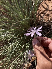 Lygodesmia grandiflora