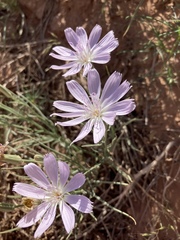 Lygodesmia grandiflora