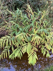 Hedychium flavescens
