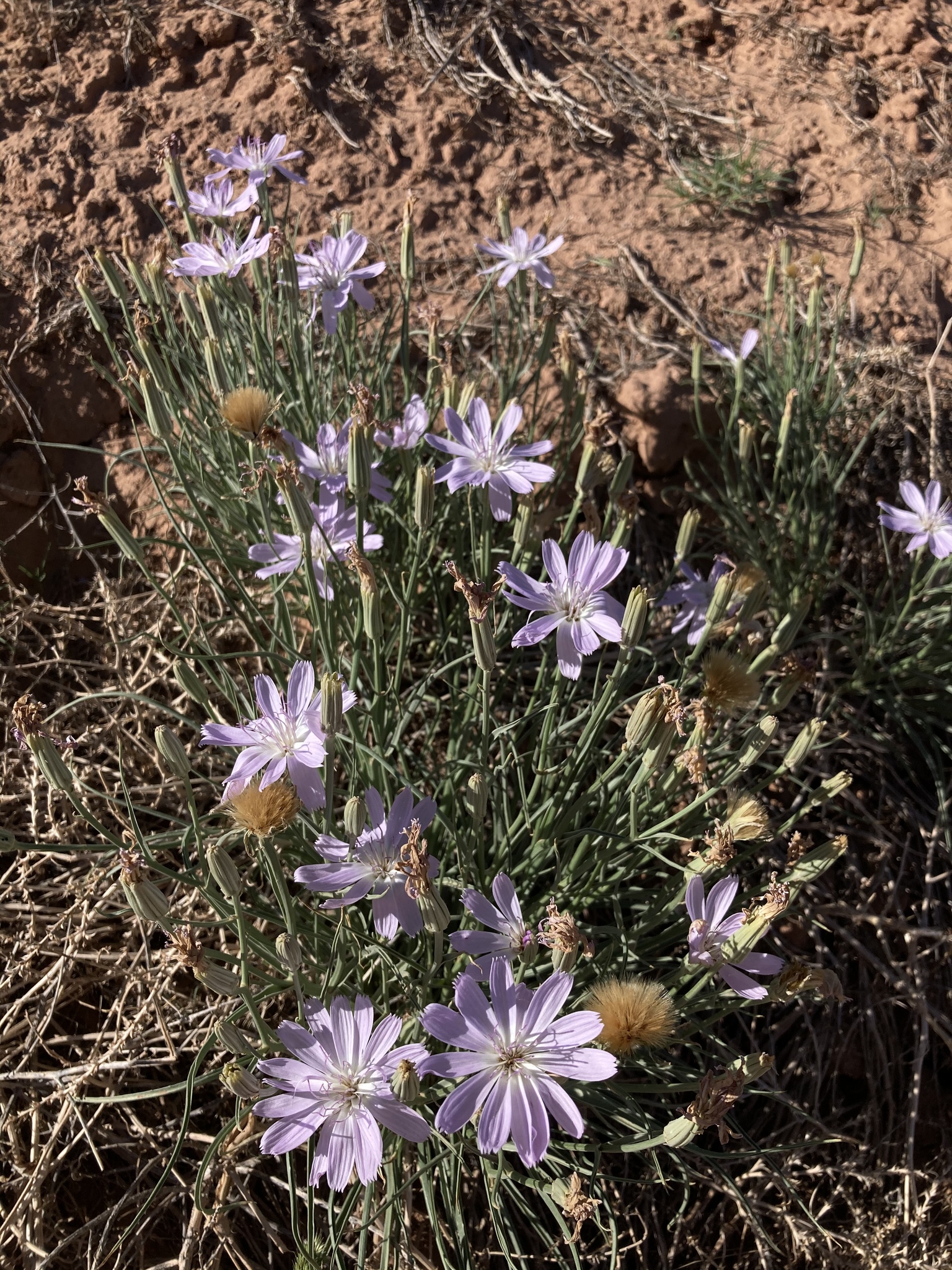 Lygodesmia grandiflora