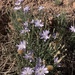Lygodesmia grandiflora - Photo (c) faerthen, algunos derechos reservados (CC BY-NC), subido por faerthen