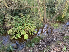 Hedychium flavescens