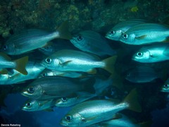 Parapristipoma octolineatum