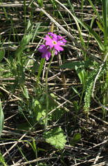 Primula cortusoides