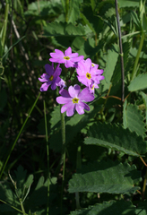 Primula cortusoides