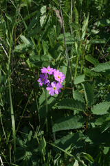 Primula cortusoides
