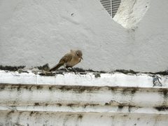 Turdus leucomelas