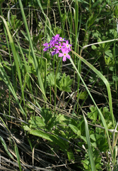 Primula cortusoides