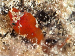 Apletodon