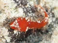 Apletodon