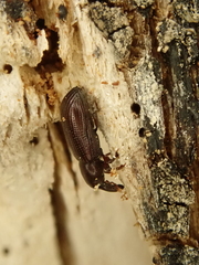 Phloeophagus thompsoni