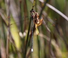 Chlorolestes conspicuus