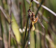 Chlorolestes conspicuus