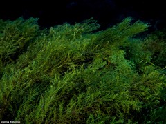 Gongolaria mauritanica