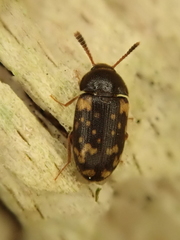 Mycetophagus atomarius