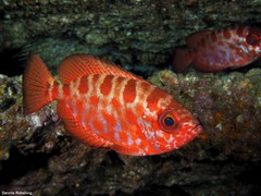 Heteropriacanthus fulgens