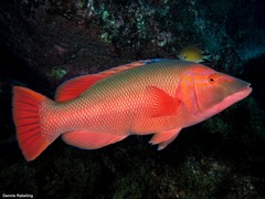 Bodianus scrofa
