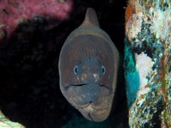 Gymnothorax unicolor
