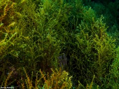Gongolaria mauritanica