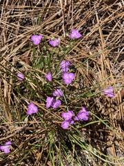 Callisia ornata