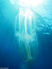 Leucothea multicornis