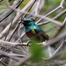 Moreau's Sunbird - Photo (c) Mikael Bauer, some rights reserved (CC BY-NC), uploaded by Mikael Bauer