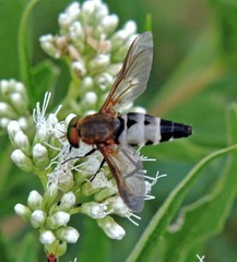Esenbeckia