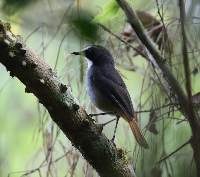 Olive-flanked Robin-Chat - Cossypha anomala - Birds of the World