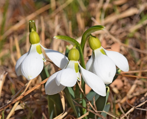 Galanthus elwesii