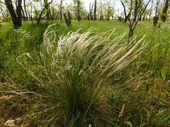Stipa tirsa