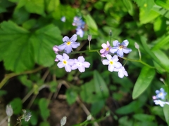 Myosotis
