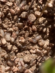 Pogonomyrmex huachucanus