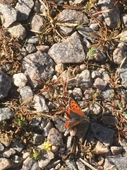 Lycaena phlaeas
