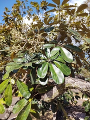 Didymopanax macrocarpus