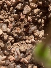 Pogonomyrmex huachucanus