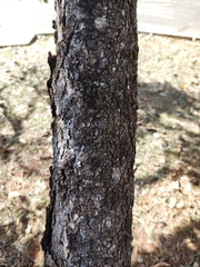 Didymopanax macrocarpus