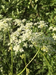 Anthriscus sylvestris