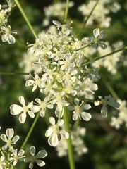 Anthriscus sylvestris