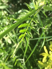 Anthriscus sylvestris