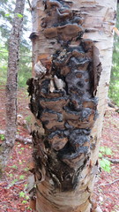 Phellinus lundellii
