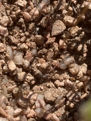 Pogonomyrmex huachucanus