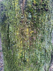 Quercus