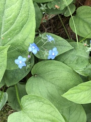 Omphalodes