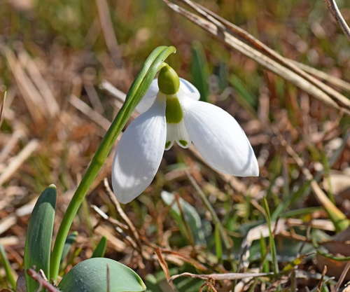 Galanthus elwesii