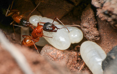 Camponotus semitestaceus