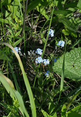 Myosotis imitata