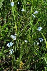 Myosotis imitata