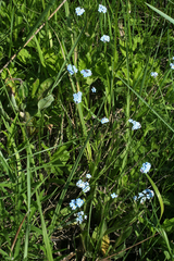 Myosotis imitata