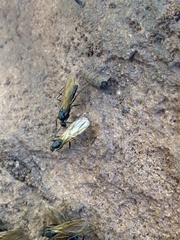 Camponotus semitestaceus